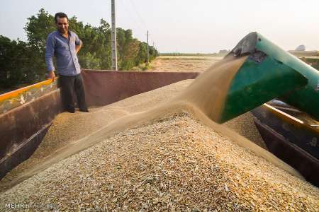 رئیس جهاد کشاورزی: خرید گندم در قروه از مرز 62 هزار تُن گذشت