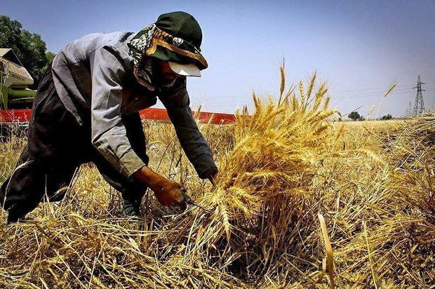 10 تن بذر گندم در میان کشاورزان شهرستان سیاهکل توزیع شد