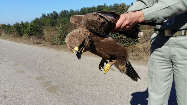 تحویل یک عقاب جنگلی مصدوم به اداره حفاظت محیط زیست آستارا
