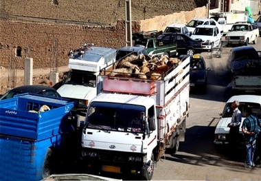 کامیون حامل دام قاچاق در جیرفت توقیف شد