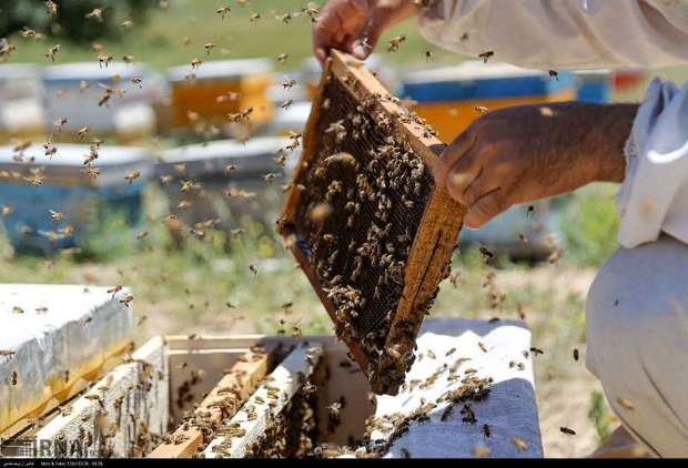 تولید عسل در خراسان شمالی 11 درصد افزایش یافت