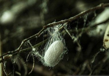 دغدغه ما احیای صنعت ابریشم در صومعه سرا است