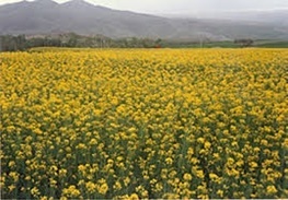 سرمازدگی یک هزار و ۲۷۶ هکتاری مزارع کلزا در استان زنجان