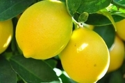 ممنوعیت صادرات لیمو و کش قیطانی تا پایان اردیبهشت