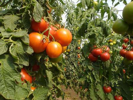 73 هزار تن گوجه فرنگی از مزارع پارس آباد مغان برداشت می شود
