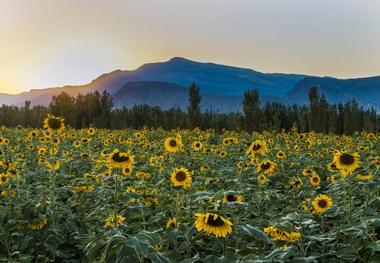 برداشت تخمه آفتابگردان در گیلانغرب آغاز شد