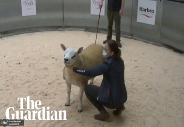 عکس/ گران ‌ترین گوسفند دنیا به فروش رسید

