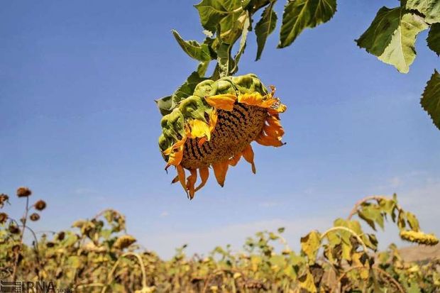 مراکز خرید تضمینی آماده تحویل آفتابگردان کشاورزان گلستان