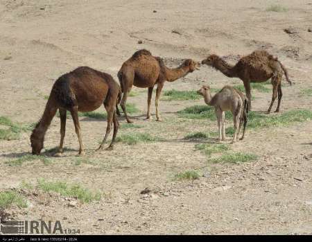 30 شتر در خاش مورد حمله یک قلاده سگ وحشی قرار گرفتند