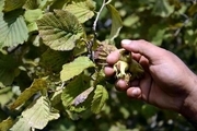 بیش از سه هزار تن فندوق از باغ های قزوین برداشت می شود