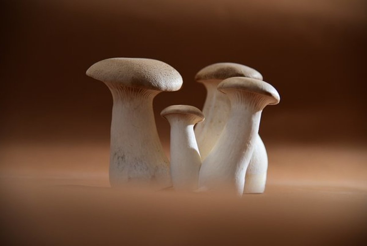 تولید قارچ‌های رنگی برای درمان بیماری‌های عروقی و ریوی

