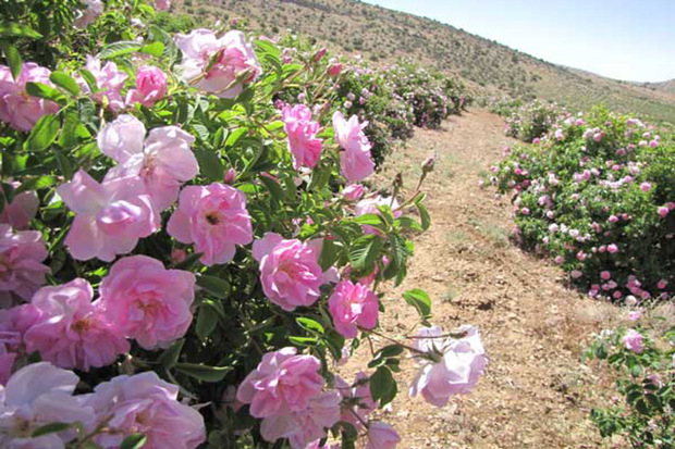تولید گل محمدی در قزوین 2 برابر افزایش می یابد