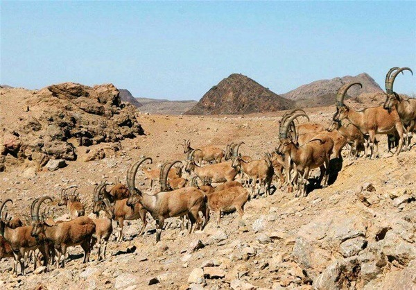آغاز  نخستین مرحله سرشماری زمستانه پستانداران وحشی  کردستان