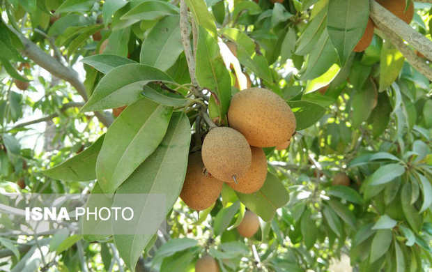 آغاز برداشت میوه گرمسیری و ضدسرطانی"چیکو" در میناب پیش‌بینی برداشت بیش از 400 تن محصول