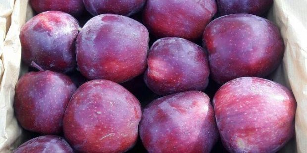 قابلیت اشتغالزایی در سلماس با سرمایه گذاری در فرآوری و صادرات سیب