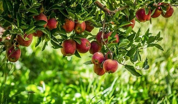۶۵ درصد تولید سیب خراسان شمالی مربوط به شیروان است