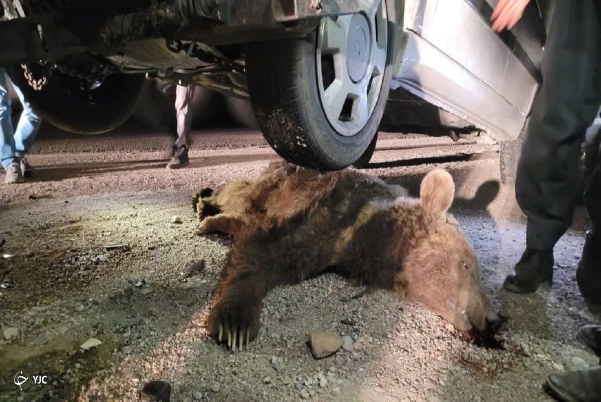 مرگ دردناک یک قلاده خرس بر اثر تصادف در چهارمحال و بختیاری + عکس