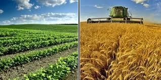اشتغال بخش کشاورزی در کشور افول کرده است