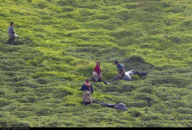 نزدیک به 40 هزار تن برگ سبز چای برداشت شد