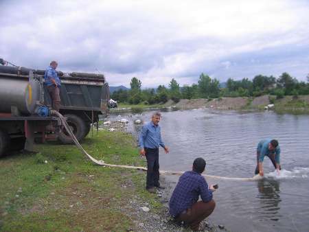 رهاسازی افزون بر 6 میلیون بچه ماهی در رودخانه های تالش