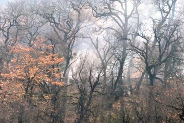 بخشی از جنگل های عباس آباد دچار آتش سوزی  شد