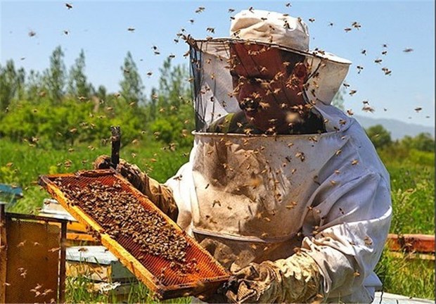 تولید عسل در چهارمحال و بختیاری10درصد افزایش یافت