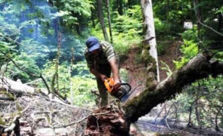 برداشت چوب از جنگل های شمالی کشور 8 درصد کاهش یافت