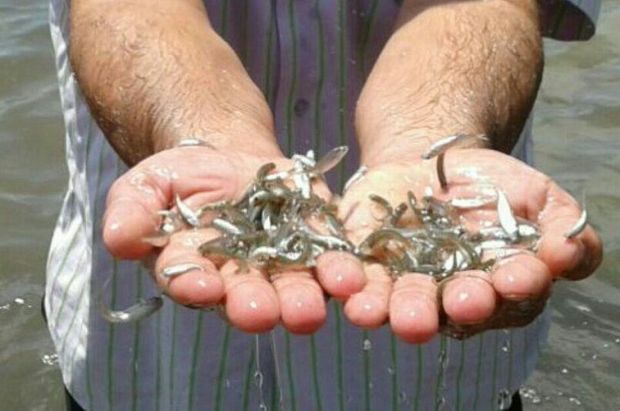 ۷۲ هزار قطعه بچه ماهی گرمابی در استخرهای سراوان رهاسازی شد