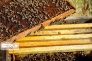 تولید روزانه ۱.۸ تن عسل در شهرک‌های صنعتی آذربایجان‌غربی