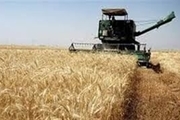 100تن گندم از کشاورزان دیلمان خریداری شد