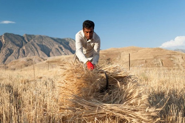 کشت سنتی بازده تولید گندم در آذربایجان غربی را کاهش داده است