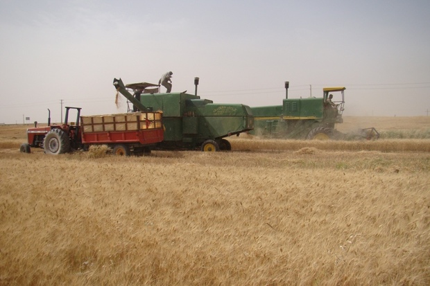 خشکسالی 12هزار هکتار گندمزار را در شادگان ازبین برد
