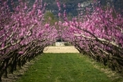 عکس/ درختان و شکوفه ها