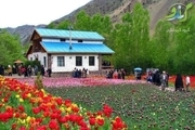 بیش از 50 درصد گل لاله کشور در البرز تولید می شود