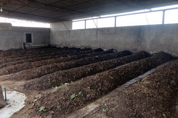 قزوین رتبه نخست تولید کمپوست قارچ در کشور را داراست