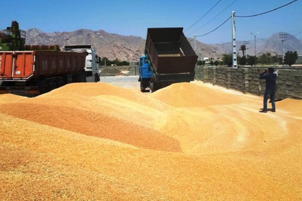 خرید گندم در هرمزگان 15 درصد کاهش یافت