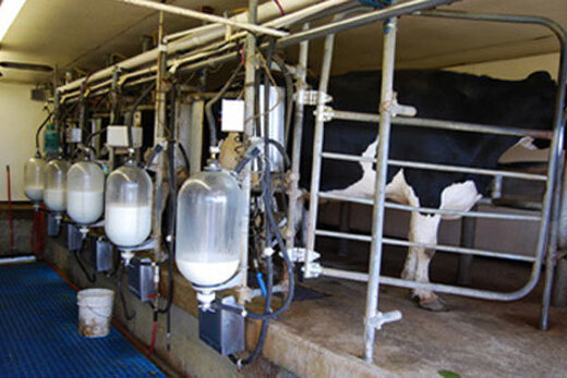 تولید ۱۶۹ هزار تن شیرخام در استان البرز