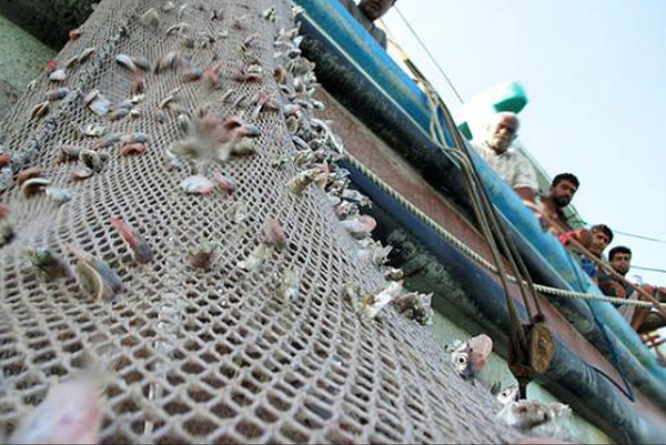بیش از هزار تن ماهیان غیرماکول از سیستان و بلوچستان صادر شد