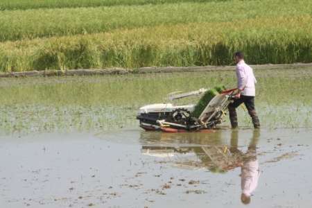 کشت مکانیزه برنج ارگانیک در مازندران سه برابر شد