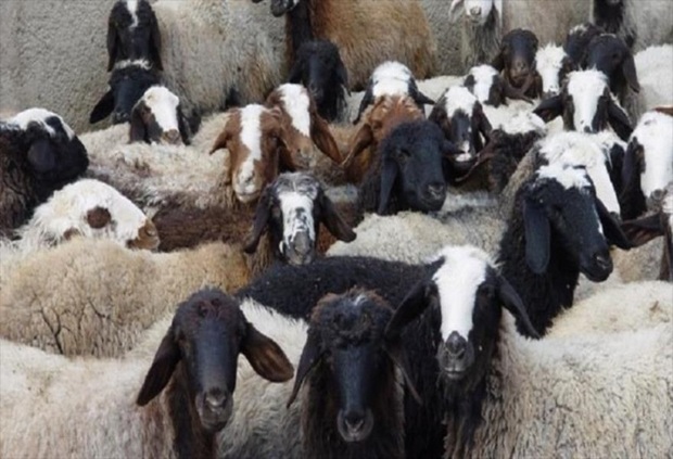 سارق 29 راس گوسفند در گنبدکاووس دستگیر شد