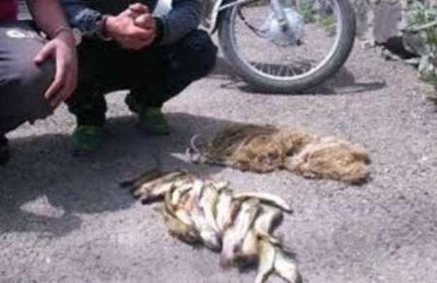 چهار صیاد ماهی توسط محیط بانان ایجرود دستگیر شدند