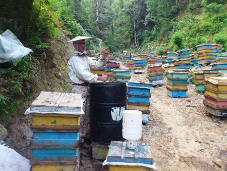 برداشت 800 تن عسل توسط زنبورداران آستارا