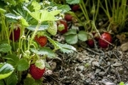 برداشت توت فرنگی از 25 هکتار مزارع سردشت آغاز شد