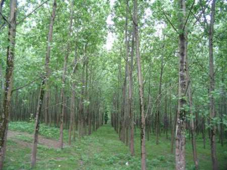 آغاز درختکاری در بیش از چهارهزارو 500هکتار از اراضی مازندران