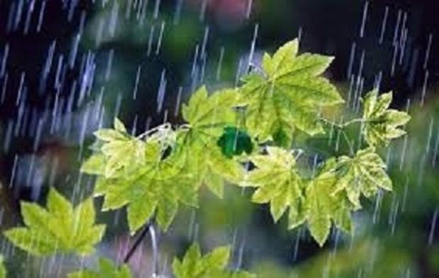 باران 15 شهرستان خراسان رضوی را فراگرفت