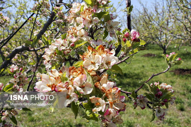 سرمازدگی به بیش از 3700 هکتار از باغات سیب اهر خسارت زد
