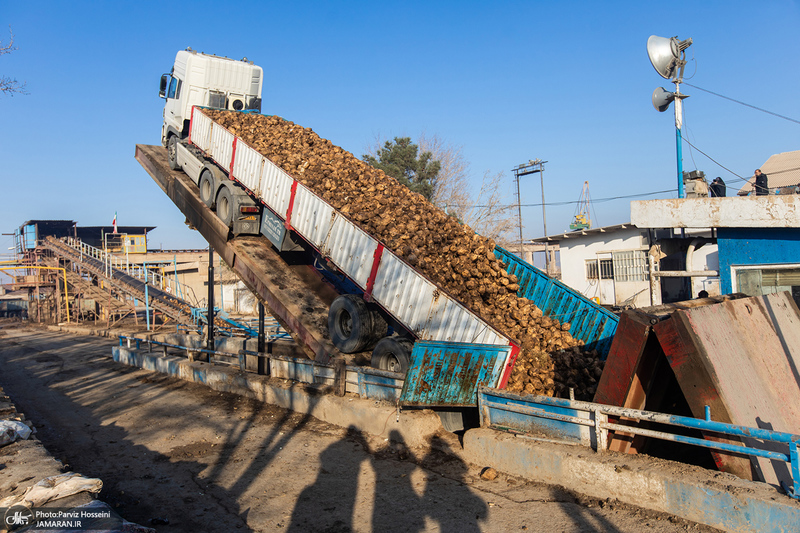 شوق شیرین تولید شکر / کارگران تولید قند و شکر