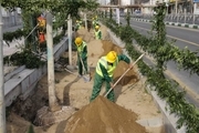 درختان چنار، هویت تهران هستند / ۱۱۰۰ اصله چنار درخیابان ولیعصر(عج) غرس خواهیم کرد