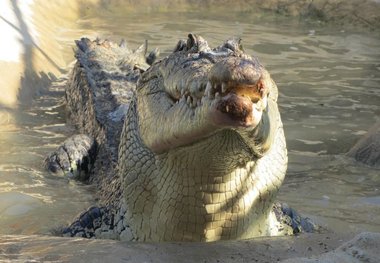 گرفتن کروکودیل با دست خالی توسط پلیس! + فیلم