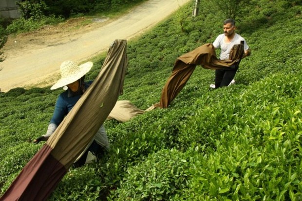 خسارت مربوط به سرمازدگی برگ سبز چای پرداخت می شود